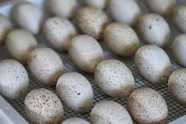 Umiestnenie morčacích vajec do inkubátora