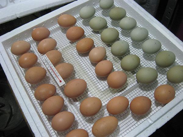 Colocando ovos para incubação