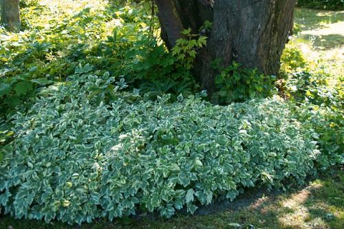 glade of shade-tolerant herbs