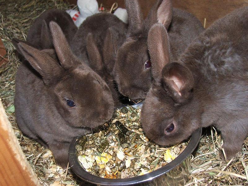 מה להאכיל את הארנבים
