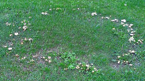 Toadstools no gramado
