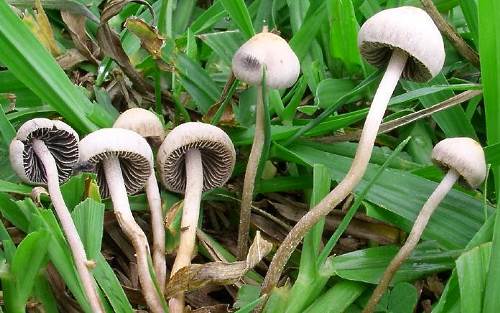 cogumelos no gramado