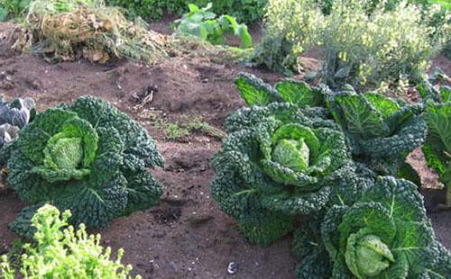 Savoy cabbage patch