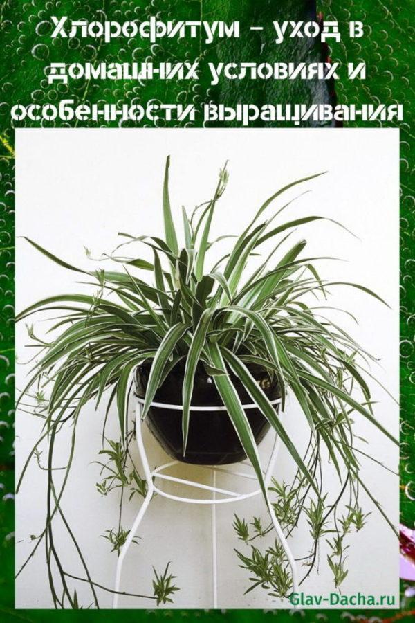 οικιακή φροντίδα chlorophytum