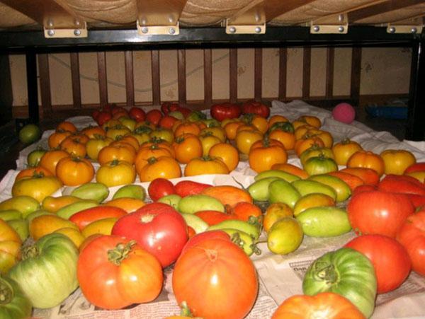 armazenando um tomate