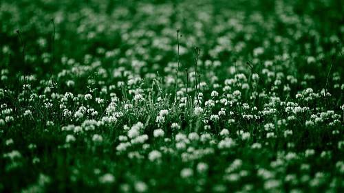 rumput semanggi