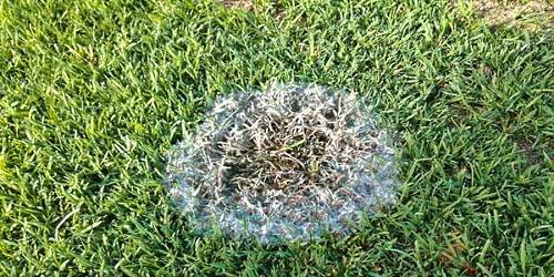 foto de mancha de mofo no gramado