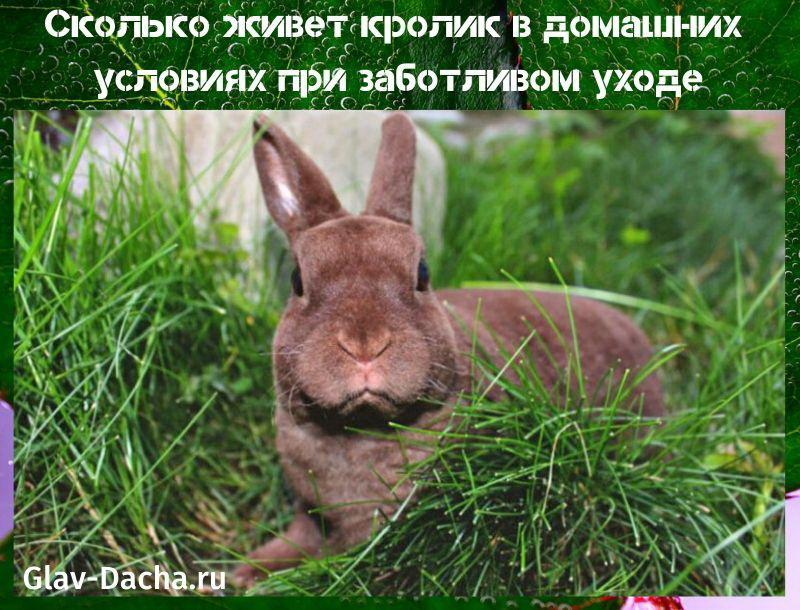 quant viu un conill