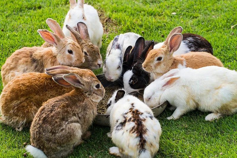 Wie lange lebt ein Kaninchen zu Hause?