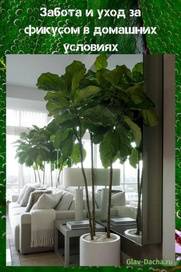 ficus care at home