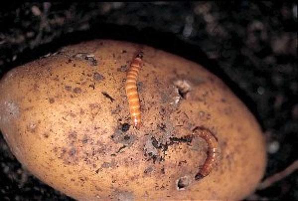 ศัตรูพืชมันฝรั่ง wireworm