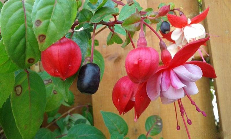 Fuchsia Blumen und Früchte