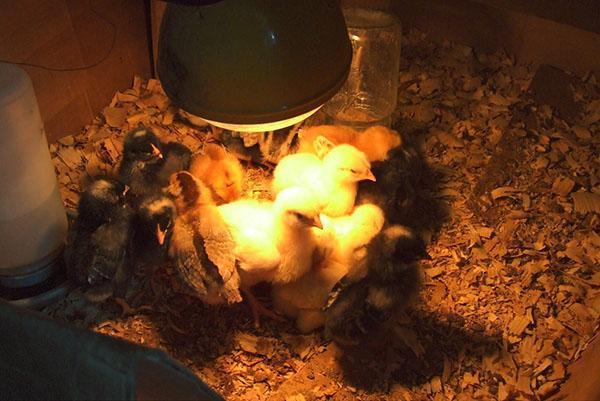 Les poulets se prélassent sous la lampe