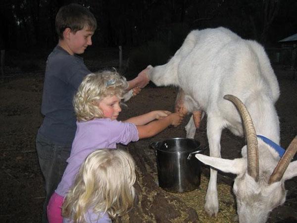 Children milk a goat