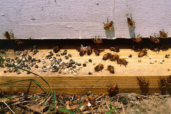 Askosan und Unisan werden zur Behandlung der Ascospherose von Bienen eingesetzt