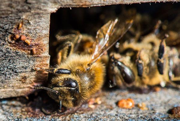 Lozeval wird verwendet, um die Immunität von Bienen zu erhöhen.