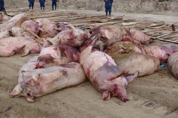 Der Tod von Schweinen, die von der afrikanischen Pest betroffen sind