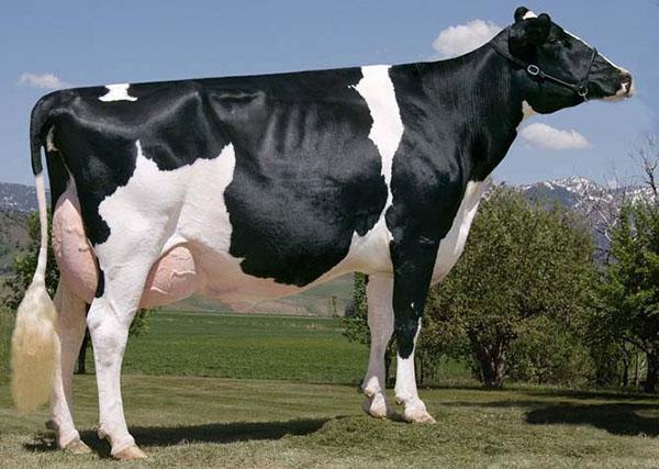 Dutch breed of dairy cows