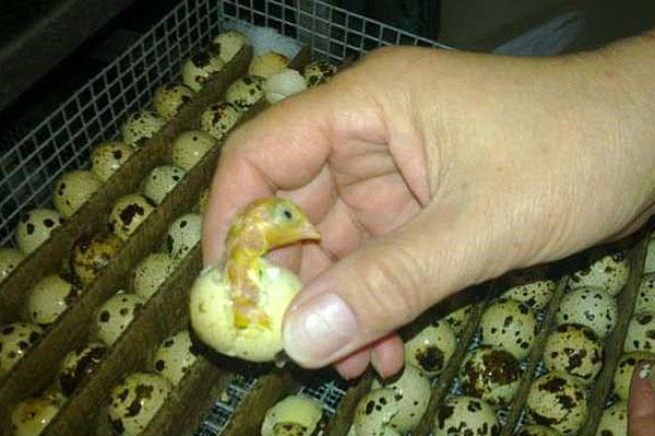 Inkubace křepelčích vajec