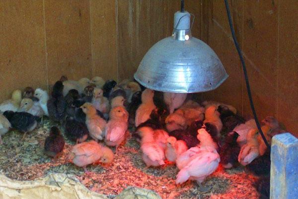 Използване на лампа за отопление на пилета