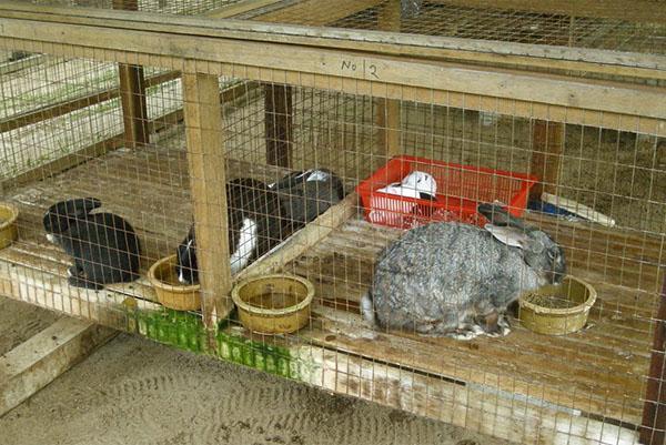 Il mangime composto è una componente importante nell'allevamento dei conigli