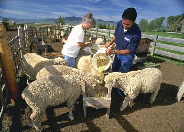 Alimentation des moutons