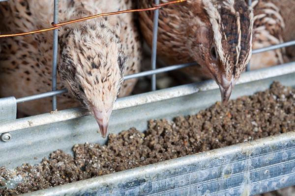 Feeding quail with compound feed