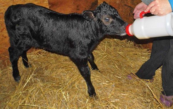 Bottle feeding the calf