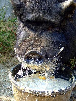 Vietnamesische Schweinefütterung