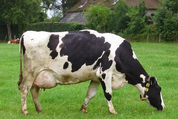วัวกินหญ้าที่เป็นโรคเต้านมอักเสบจากเลือดออก
