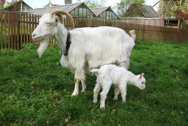 Chèvre avec un enfant