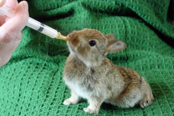 Baby rabbit on artificial feeding