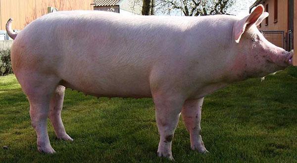 Large white pig breed