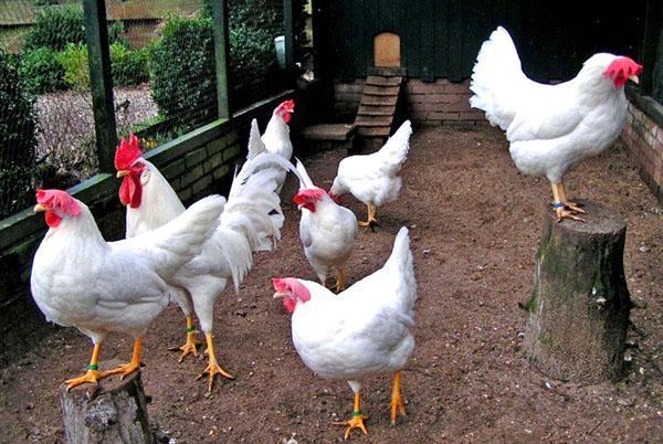 Hühner Livorno weiß