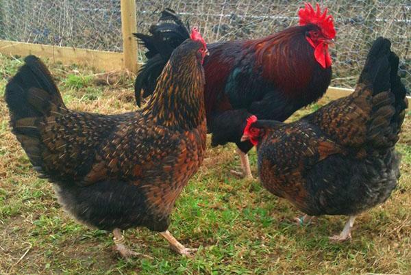 Kyllinger af Cornish racen