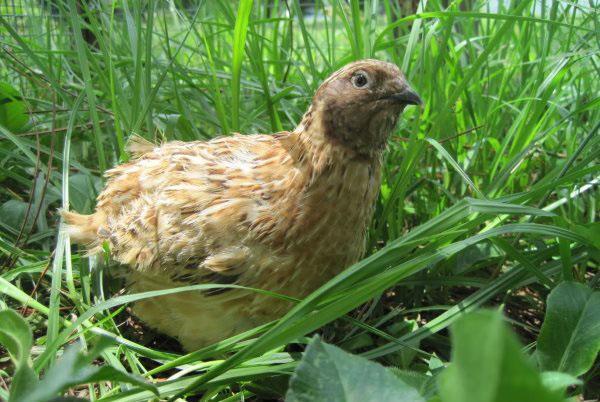 Manchu golden quail