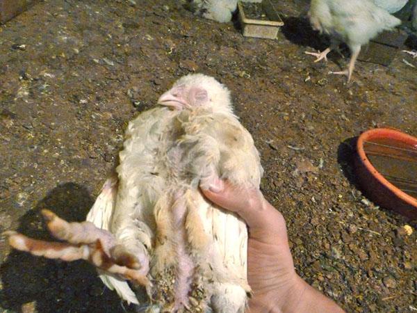 Mortalitat massiva de pollastres de pollastre