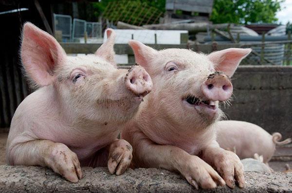 חזיריות צעירות נחשפות לעיתים קרובות למחלות שונות