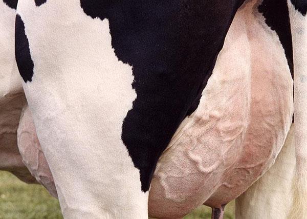 Nie możesz pić mleka od chorej krowy