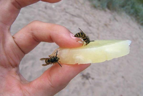 Arsurile și umflăturile apar la locul înțepăturii albinelor