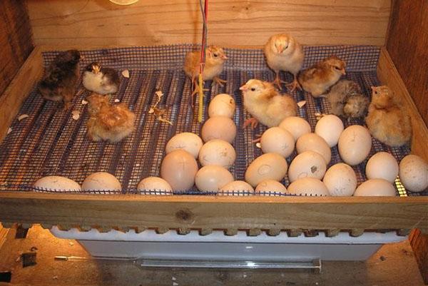 Het bijten van eieren is begonnen