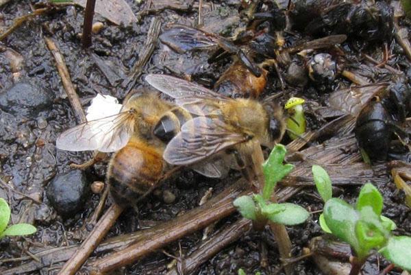 Verstöße gegen die Regeln für die Haltung von Bienen führen zu ihrer Krankheit