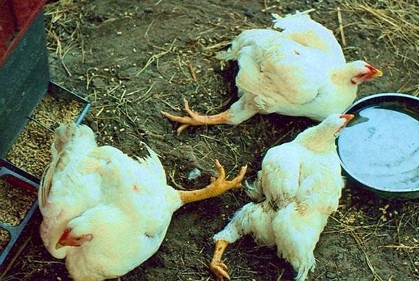 Une mauvaise nutrition et un mauvais entretien des poulets de chair entraînent la mort des oiseaux