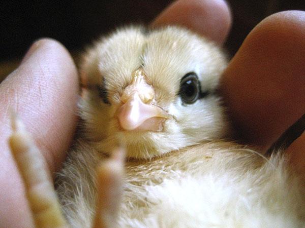 Новородените пилета се нуждаят от грижите на стопанина си