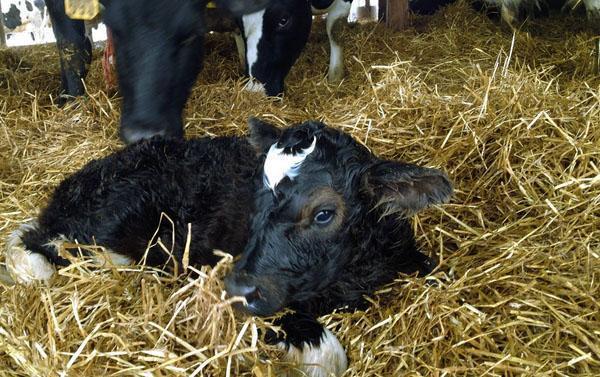 Anak lembu yang baru lahir