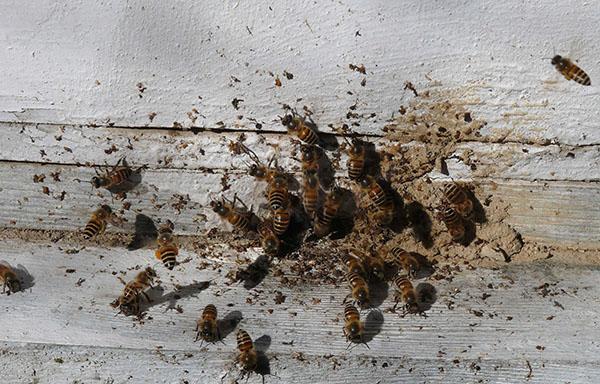 Nosematose von Bienen