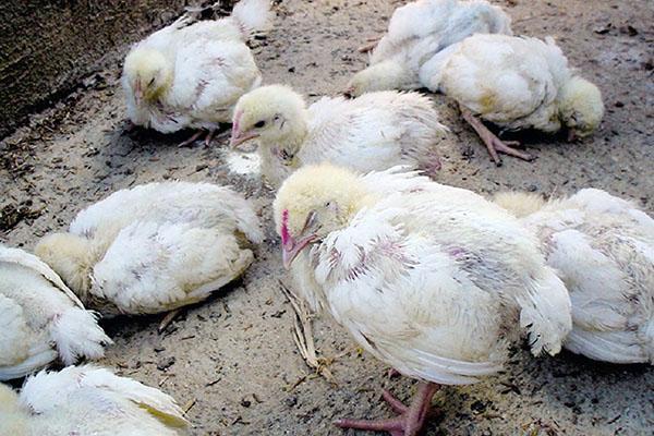 Tendo encontrado diarreia em frangos de corte, é urgente iniciar o tratamento.