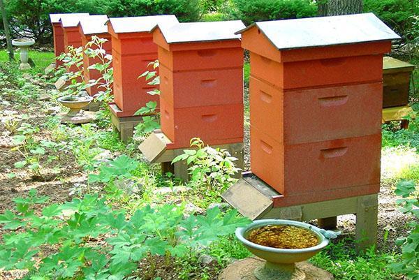 Anordnung eines Bienenhauses