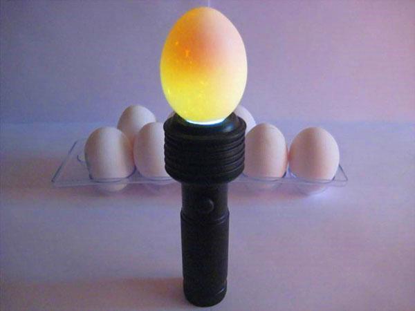 Val av ägg för inkubation