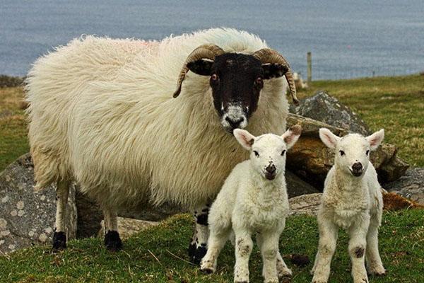 Cừu với cừu non